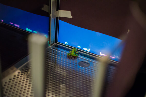 Animal cognition and its neural correlates