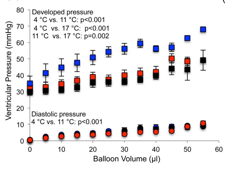 Cold acclimation increases pressure development by the trout heart