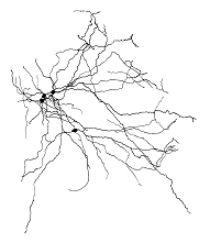 Cluster of thalamic neurons B. orientalis