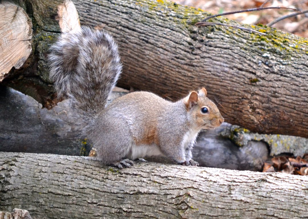 Grey squirrels
