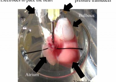 Influence of bitumen exposure on cardiac function in sockeye salmon