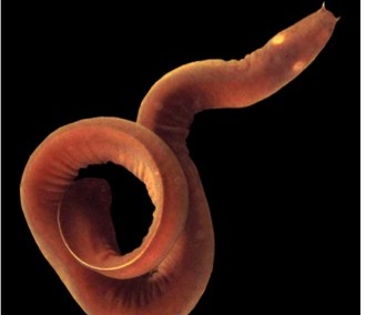 The regulation of cardiac function in hagfish during anoxia exposure