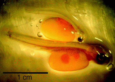 Influence of hypoxia exposure on the ontogeny of cardiac regulation in trout.