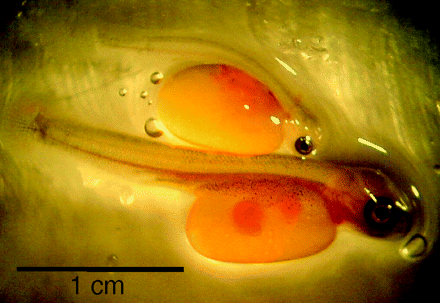 Influence of hypoxia exposure on the ontogeny of cardiac regulation in trout.
