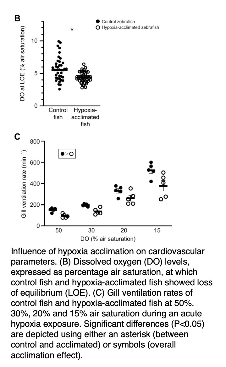 Influence of hypoxia exposure on the cardiovascular system in fish ...