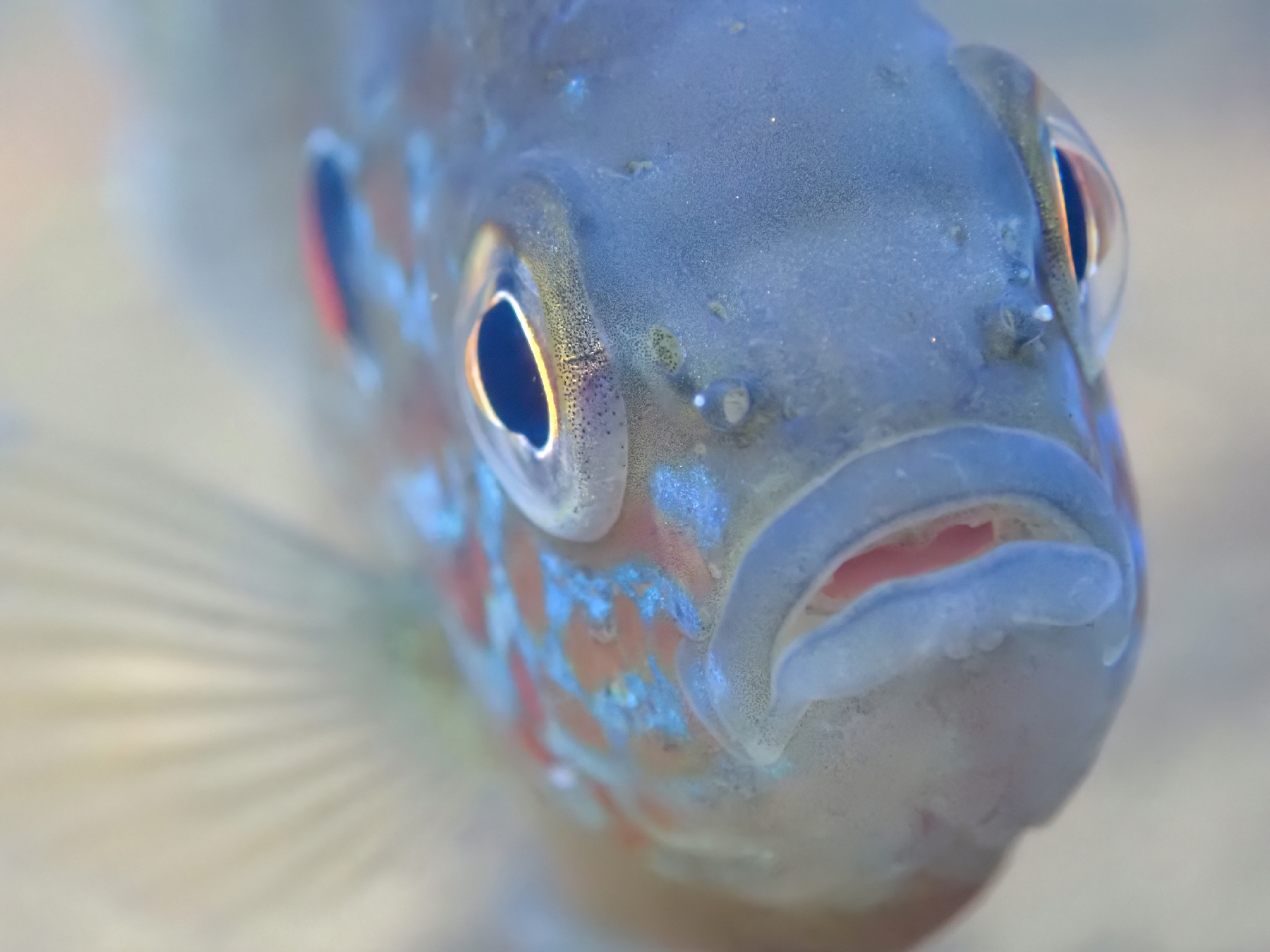 Caleb Axelrod, PhD (2020)